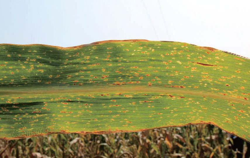 症状·发生在玉米成株期,主要为害叶片,有时也为害叶鞘和苞叶